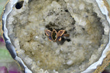 “Butterfly Kisses” Ring