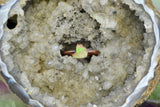 “Opal Aura” Ring